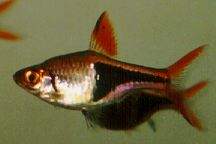 Rasbora