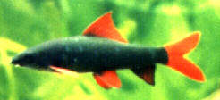 Red-Finned Shark