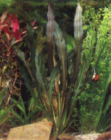Echinodorus horemanni