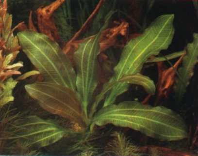 Echinodorus osiris