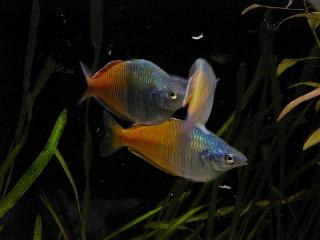 Boesemani rainbowfish