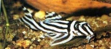 Hypancistrus Zebra