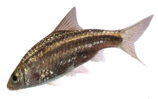 Banded or Lined Barb