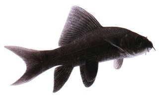 Black Shark