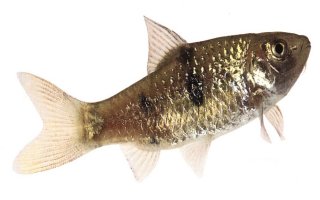 Clown Barb