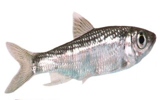 Copper-Nosed Minnow