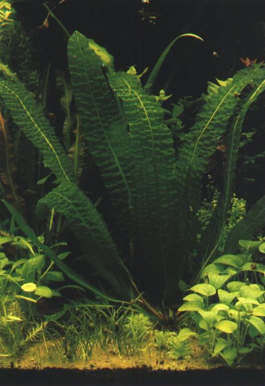 apongogeton boivinianus