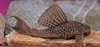 pleco